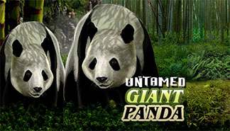 Untamed Giant Panda spilleautomater Microgaming  topp-norsk-casino.com